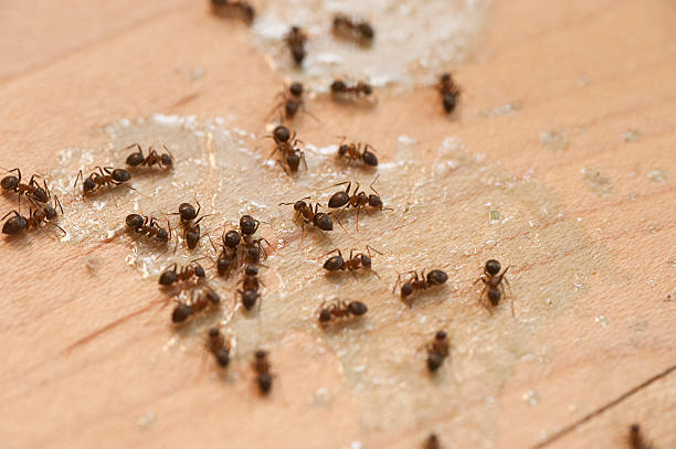 Best Ant Control Services  in Napavine, WA