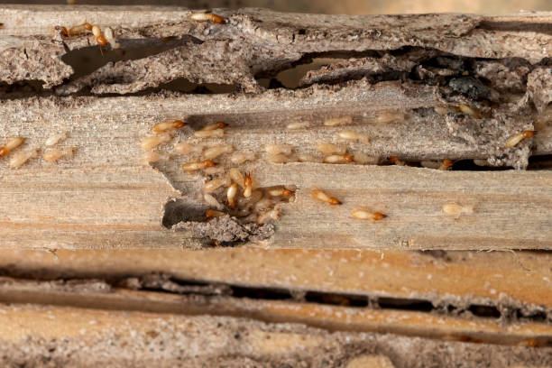 Best Pest Control Near Me  in Napavine, WA
